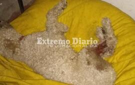 La vecina denunci&oacute; que el vecino usualmente realiza disparos al aire.