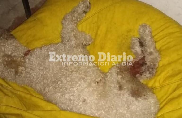 La vecina denunció que el vecino usualmente realiza disparos al aire.