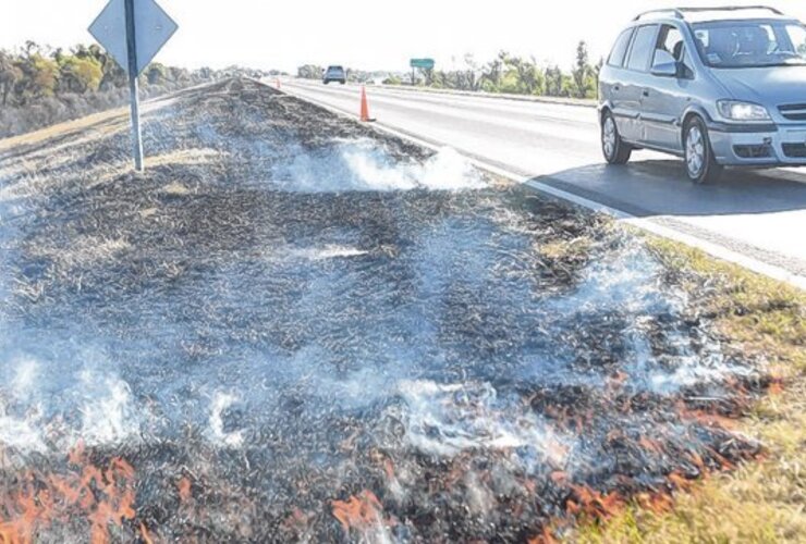 Las llamas suelen observarse a la vera de la ruta que une a la ciudad con Victoria. Foto: Sebastián Suárez Meccia