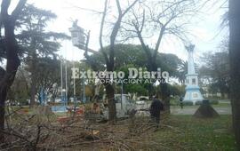 El proyecto tiene, entre otras finalidades, controlar la poda indiscriminada