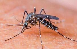 Imagen de Preparan un operativo de bloqueo en el barrio donde se confirm&oacute; Dengue