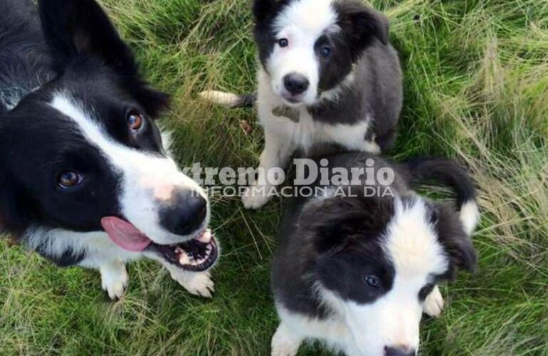 El Colegio de Veterinarios de la provincia de Buenos Aires emitió recomendaciones.