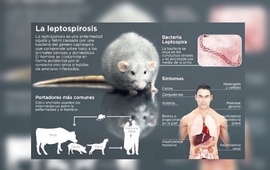 Imagen de Leptospirosis Qu&eacute; es, cu&aacute;les son los s&iacute;ntomas, c&oacute;mo se transmite, se trata y se previene esta enfermedad