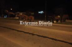 Imagen de ¡Un peligro!: Siete caballos sueltos en por Ruta 21