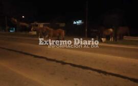 Imagen de &iexcl;Un peligro!: Siete caballos sueltos en por Ruta 21