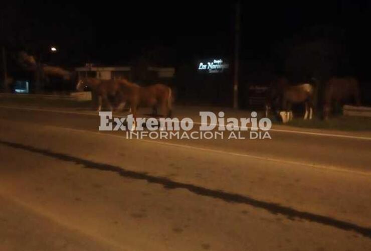 Imagen de ¡Un peligro!: Siete caballos sueltos en por Ruta 21