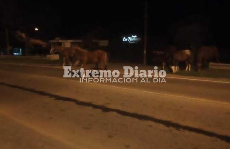 Imagen de ¡Un peligro!: Siete caballos sueltos en por Ruta 21