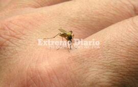 Ayer se conoc&iacute;a un nuevo caso positivo de dengue en esa localidad.