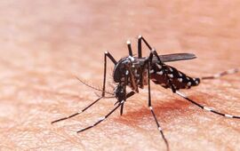 Imagen de Segundo caso de dengue confirmado en Arroyo Seco