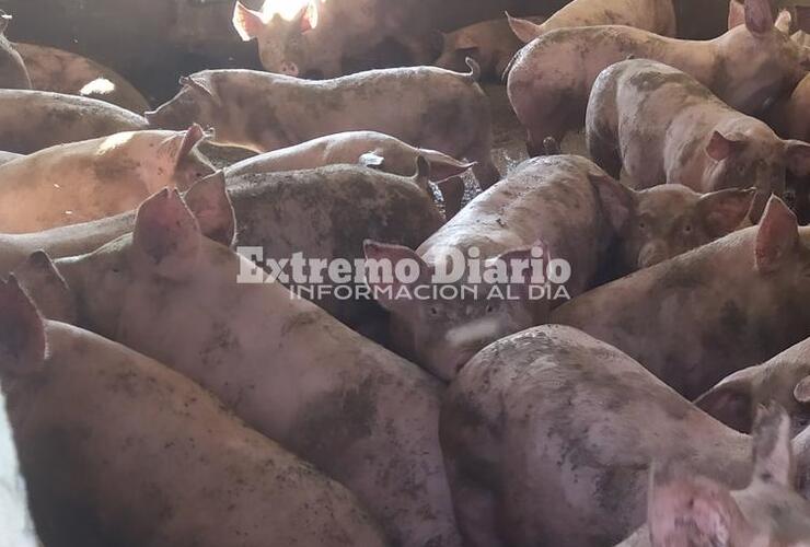 Imagen de Vuelven los reclamos por 'olor a chancho' y una de las vecinas denunciantes aseguró que nunca nadie del gobierno la llamó