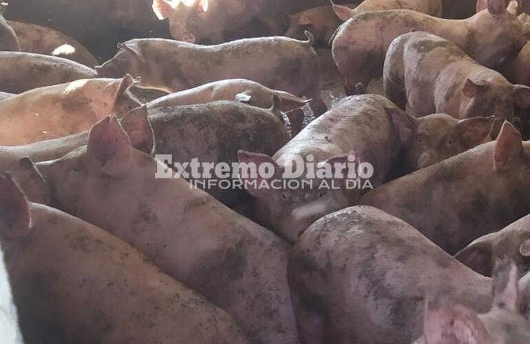 Imagen de Vuelven los reclamos por 'olor a chancho' y una de las vecinas denunciantes aseguró que nunca nadie del gobierno la llamó