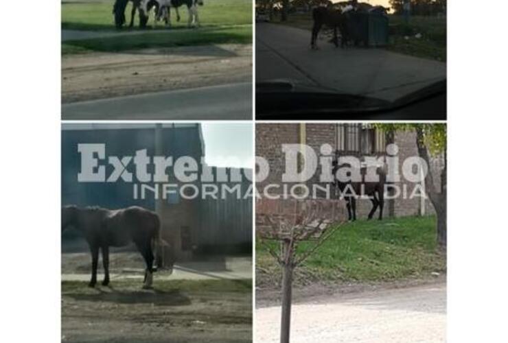 Imagen de Múltiples reclamos por caballos sueltos en la ciudad