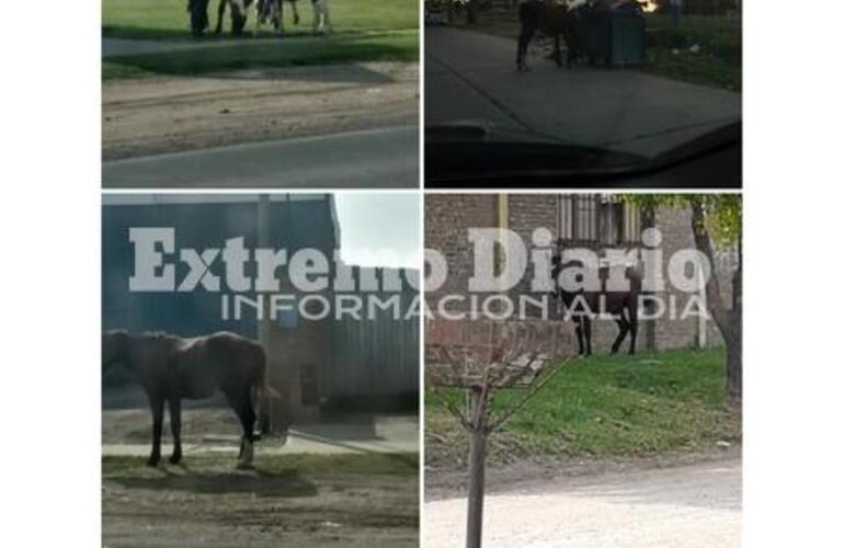 Imagen de Múltiples reclamos por caballos sueltos en la ciudad