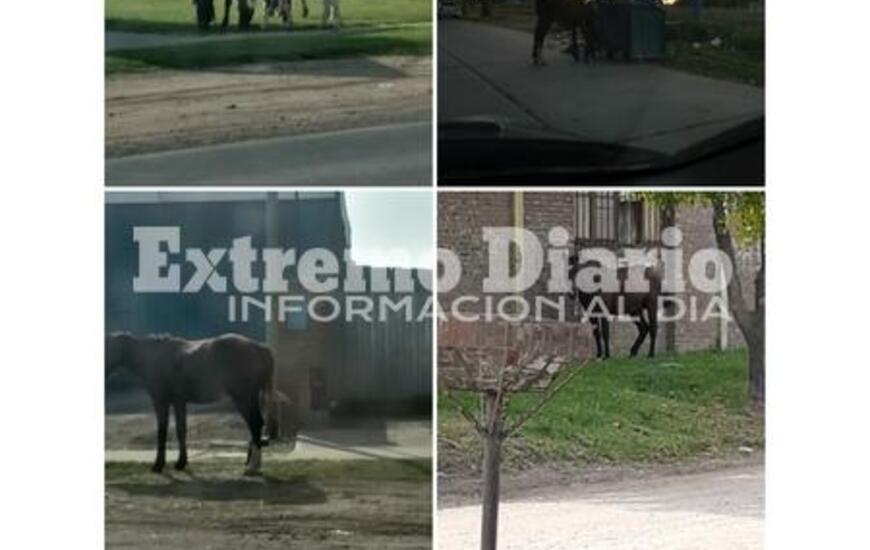 Imagen de M&uacute;ltiples reclamos por caballos sueltos en la ciudad