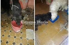 Imagen de Quedaron varados en otra provincia y Bicheros se está haciendo cargo temporalmente de sus mascotas
