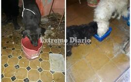 Imagen de Quedaron varados en otra provincia y Bicheros se est&aacute; haciendo cargo temporalmente de sus mascotas
