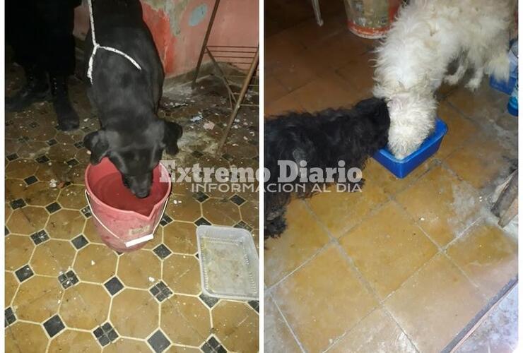 Imagen de Quedaron varados en otra provincia y Bicheros se está haciendo cargo temporalmente de sus mascotas