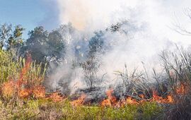 Descontrol. Los incendios se propagan en las islas, a&ntilde;o tras a&ntilde;o, sin que aparezcan soluciones efectivas.