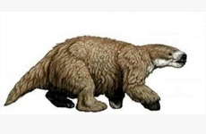 Imagen de Ahora encontraron restos f&oacute;siles que podr&iacute;an ser de un Glossotherium