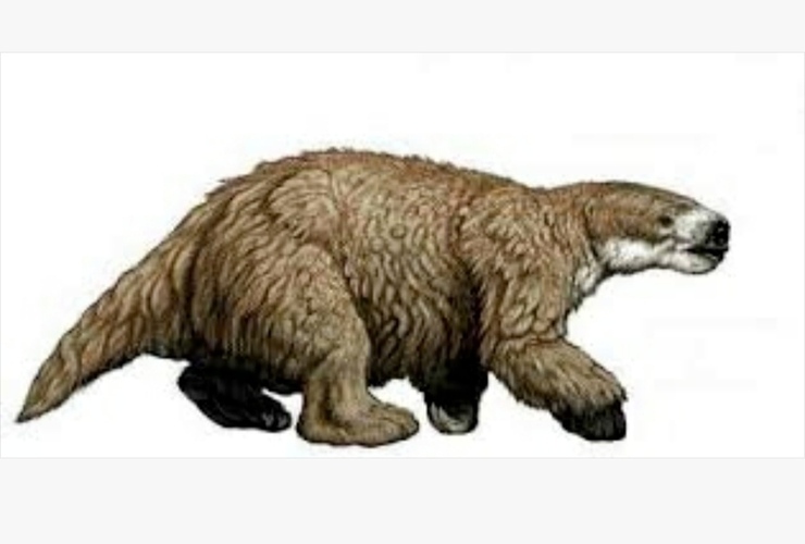 Imagen de Ahora encontraron restos fósiles que podrían ser de un Glossotherium