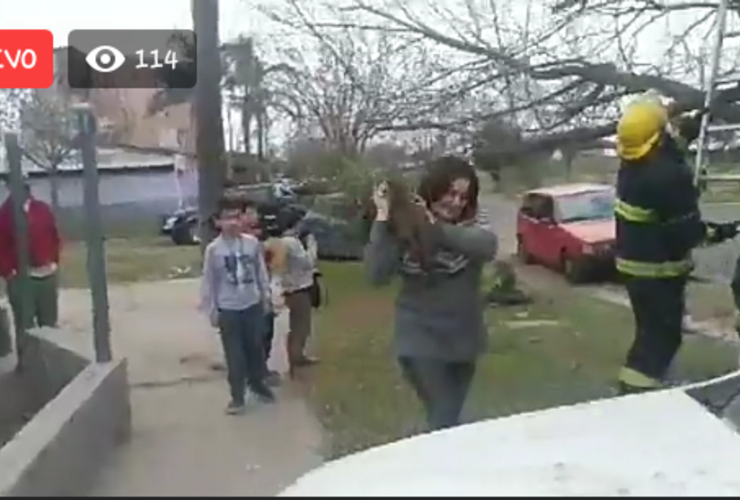 Imagen de Rescatan a un gato que trepó a lo alto de un árbol