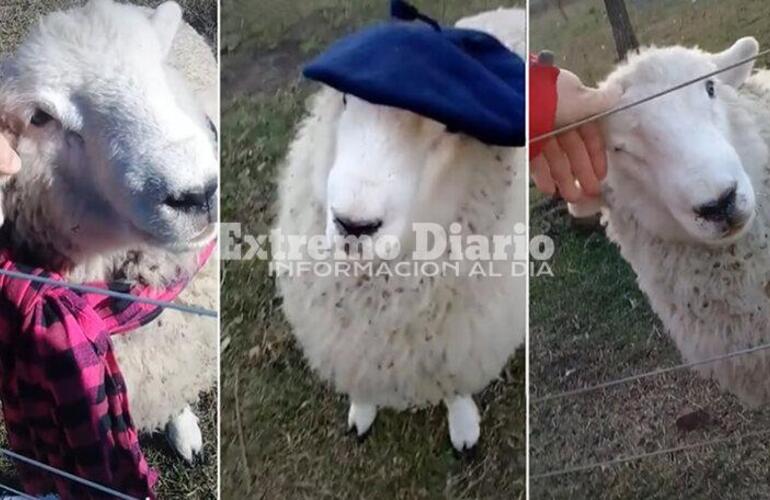 Los videos del ovino a través de su cuenta de TikTok que rápidamente se viralizaron y hoy son furor.