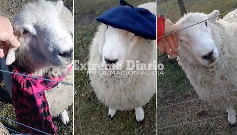 Los videos del ovino a trav&eacute;s de su cuenta de TikTok que r&aacute;pidamente se viralizaron y hoy son furor.