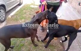 Los canes se encuentran sobre calle Libertad al bis