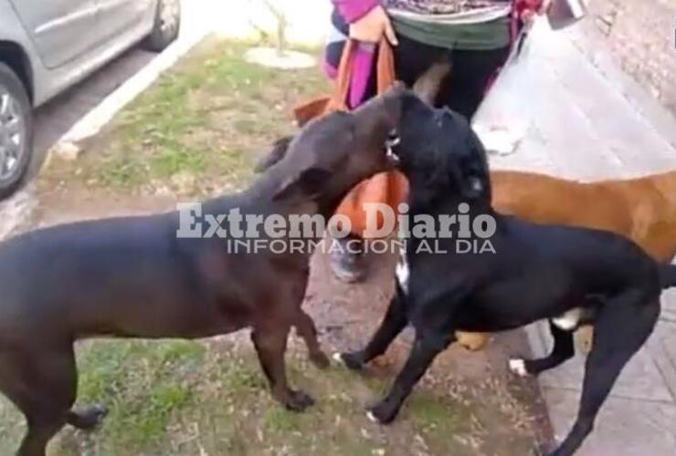 Los canes se encuentran sobre calle Libertad al bis