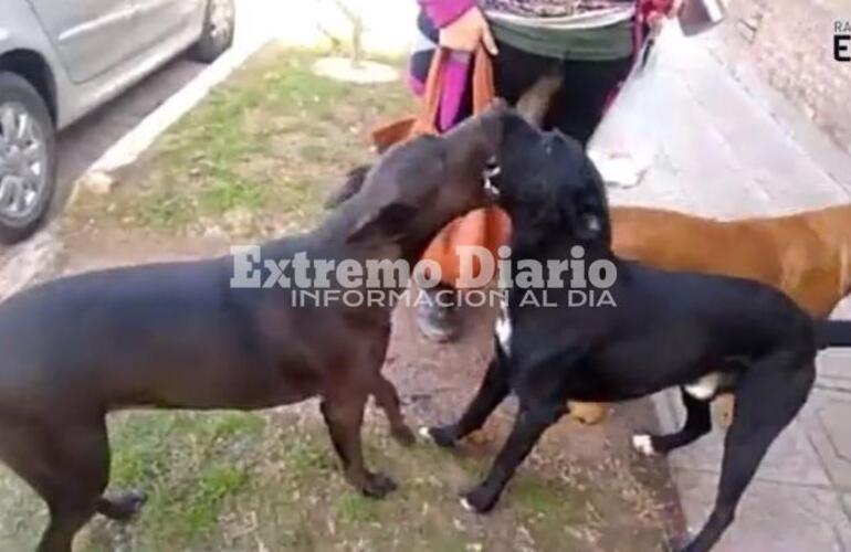 Los canes se encuentran sobre calle Libertad al bis