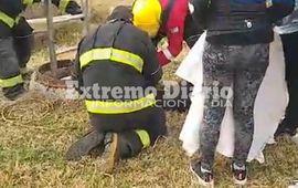 El animal fue asistido por proteccionistas