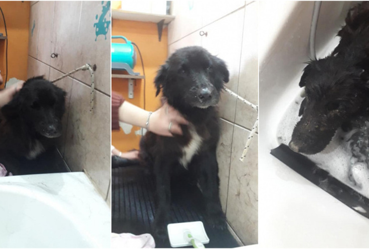 Bomberos rescató al animal