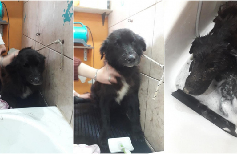 Bomberos rescató al animal