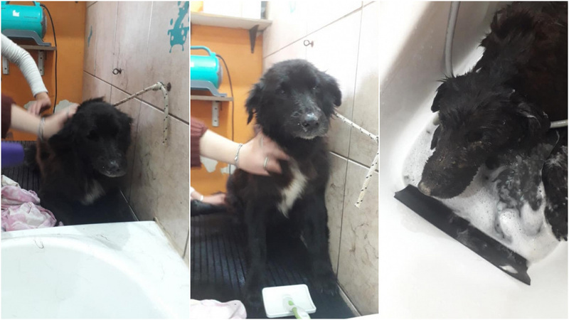 Bomberos rescat&oacute; al animal