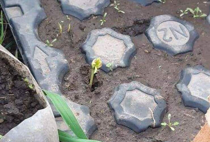 El plan de Arbolado con producción propia comienza a dar sus primeros pasos.
