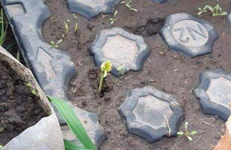 El plan de Arbolado con producción propia comienza a dar sus primeros pasos.