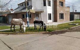 Imagen de Caballos sueltos se paseaban por el barrio Athletic