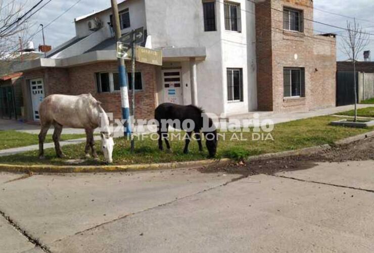 Imagen de Caballos sueltos se paseaban por el barrio Athletic