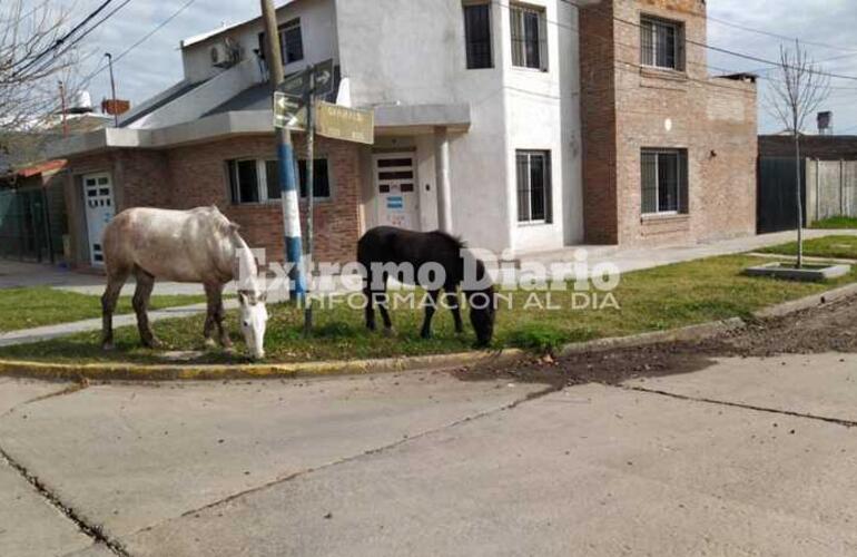 Imagen de Caballos sueltos se paseaban por el barrio Athletic