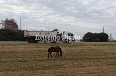 Imagen de También en autopista: Caballo suelto, ¡un peligro!