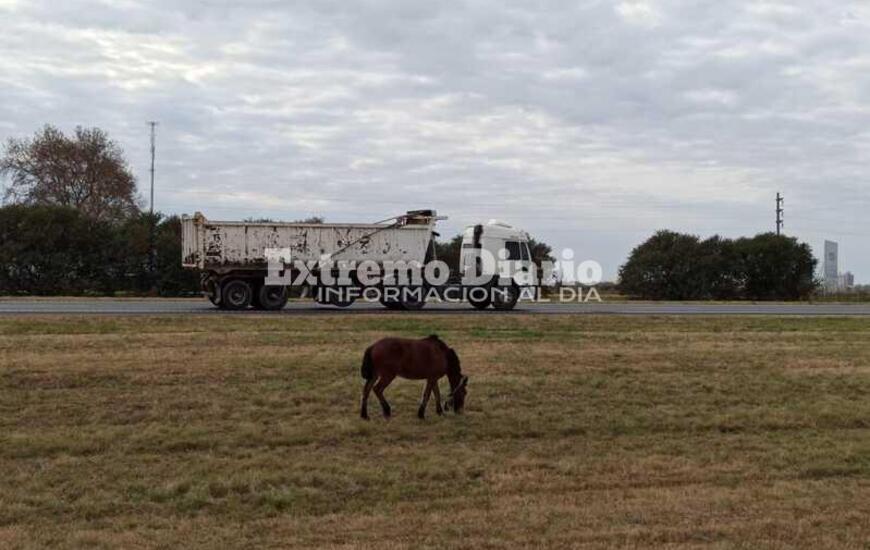 Imagen de Tambi&eacute;n en autopista: Caballo suelto, &iexcl;un peligro!