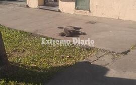 Imagen de Gato muerto a ladrillazo en la vereda de Libertad al 600