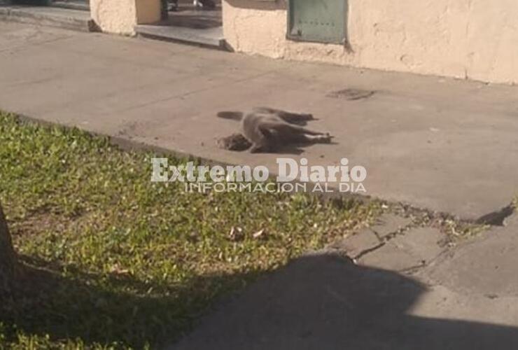 Imagen de Gato muerto a ladrillazo en la vereda de Libertad al 600