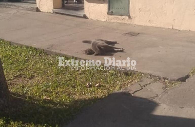 Imagen de Gato muerto a ladrillazo en la vereda de Libertad al 600