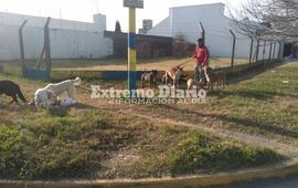 Imagen de Paseo para perros: Una actividad que no detiene la pandemia