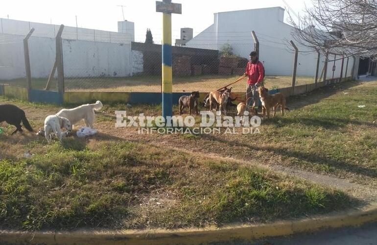 Imagen de Paseo para perros: Una actividad que no detiene la pandemia