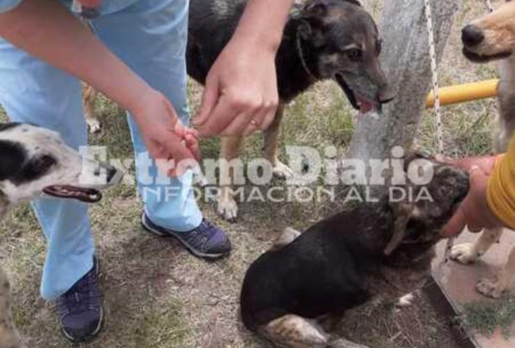 Imagen de Coronel Bogado: Control de animales callejeros