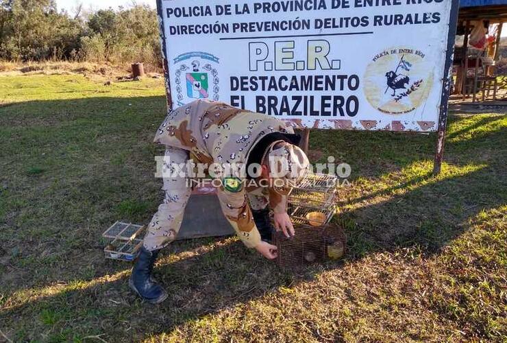 Imagen de Liberación de aves