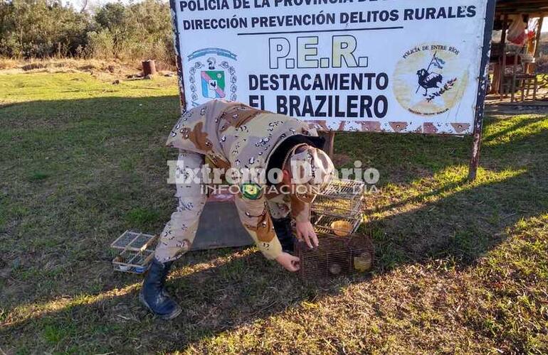 Imagen de Liberación de aves