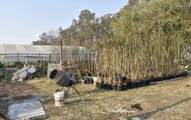 Imagen de El Vivero Comunal extiende su espacio para germinar y producir &aacute;rboles propios